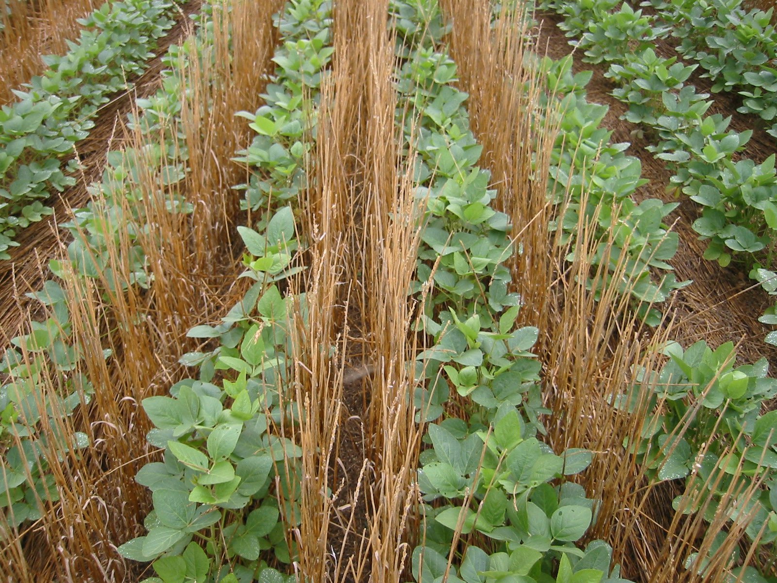 No Till.jpg